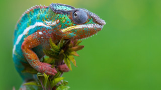 Colorful chameleon branch leaves green 2 - front of it free wallpaper