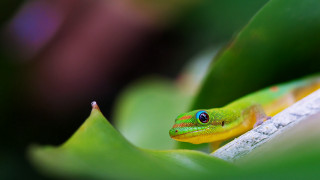 Green yellow lizard leafy branch - free nature wallpaper