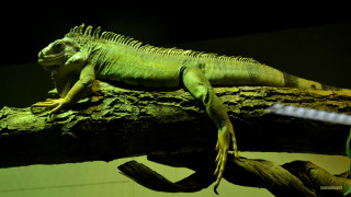 Large green lizard tree branch - massurrealism free wallpaper