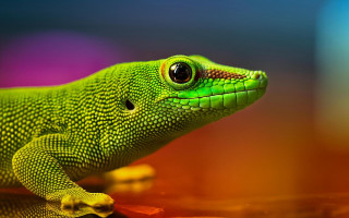 Green lizard yellow tail macro - a black eye free wallpaper