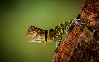 Small lizard climbing branch open - a small lizard free wallpaper
