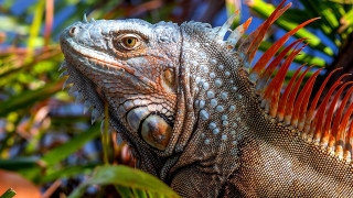 Lizard closeup tree leaves blue - david young cameron free wallpaper