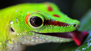 Green lizard water drops macro - a green lizard free wallpaper