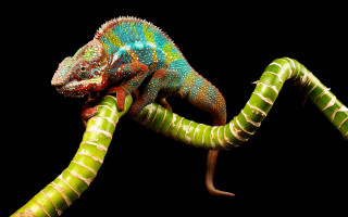 Colorful chameleon branch curled tail - its tail free wallpaper