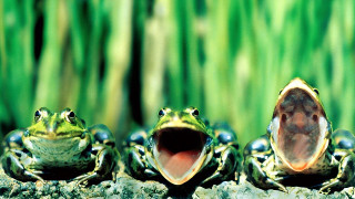 Frogs rock mouths wide open - their mouth wide open free wallpaper