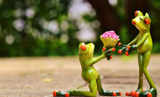 Frogs holding flower in hands - its hand free wallpaper