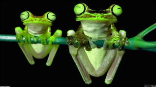 Frogs sitting branch eyes open - symmetric free wallpaper