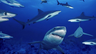 Sharks diver ocean swimming together - a picture of them free wallpaper