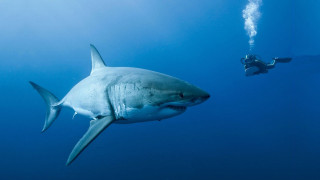 Man swimming ocean shark scuba - andrew geddes free wallpaper