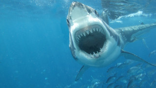 Great white shark open mouth - side and a man free wallpaper