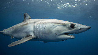 White shark ocean open mouth - mouth wide open free wallpaper