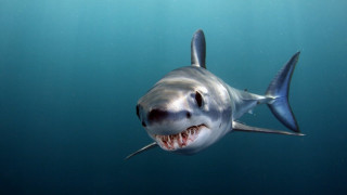 Shark open mouth fish hook 2 - a shark free wallpaper