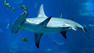 Shark swimming aquarium fish around - sharp high detail free wallpaper