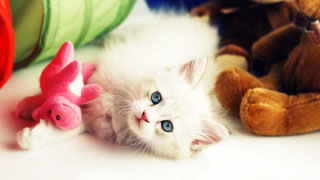 Free Animals wallpapers