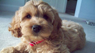 Free Dogs wallpapers