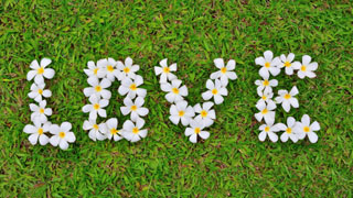 Free Love wallpapers